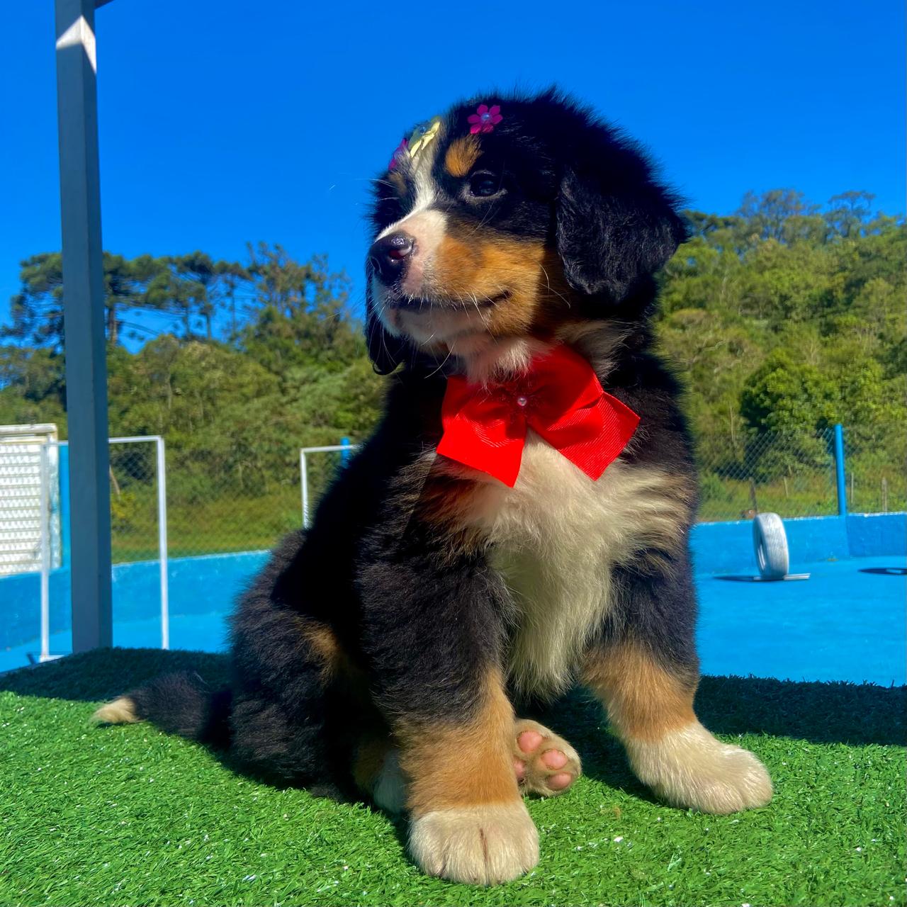 Bernese