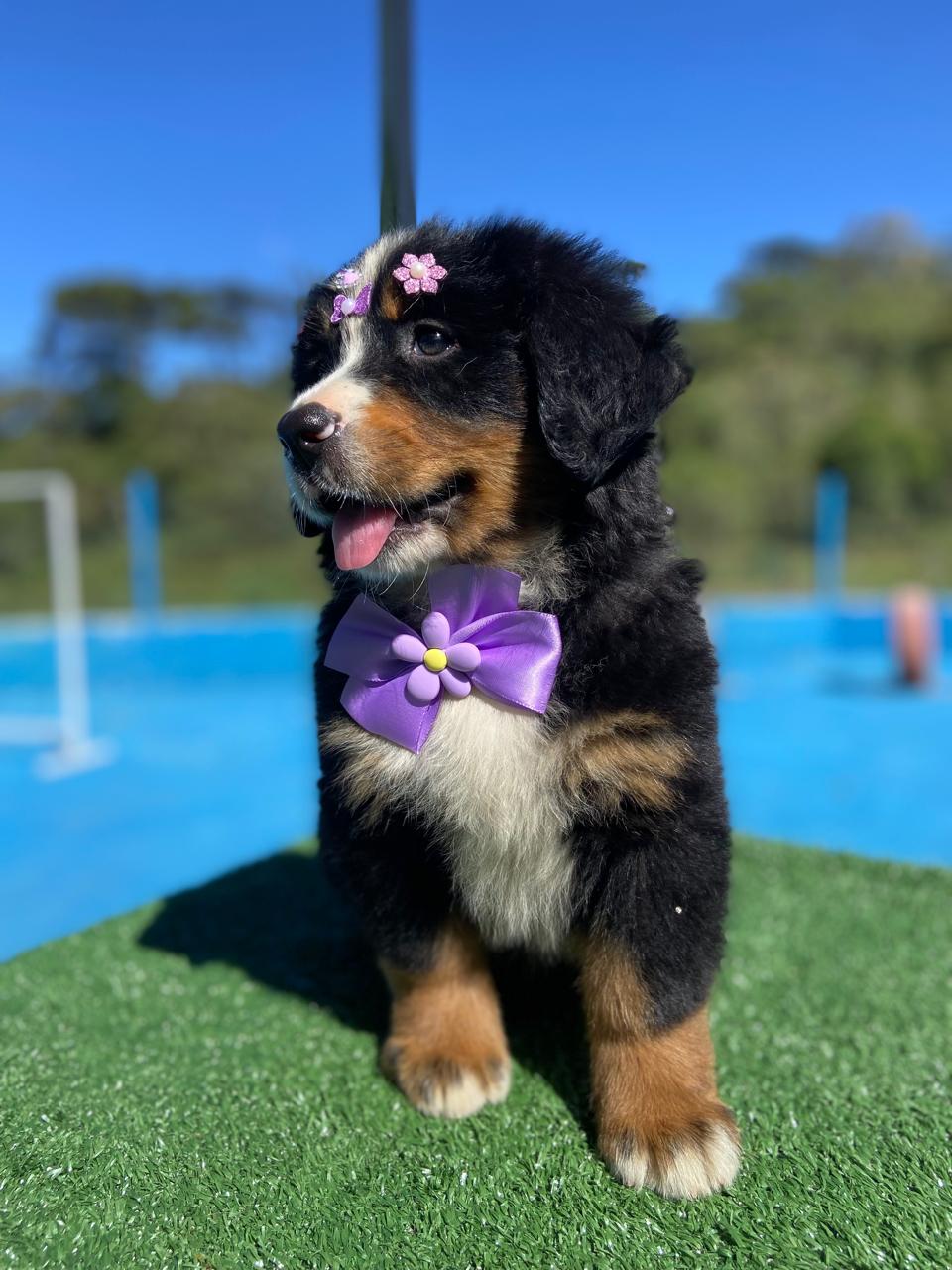 Bernese