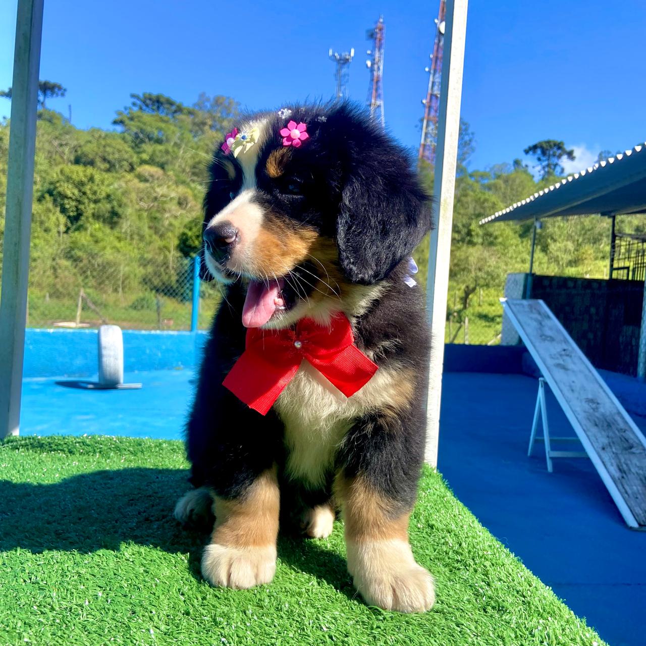 Bernese